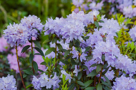 Violet rhododendron impeditum - close up. Nature, floral, blooming and gardening conceptの写真素材
