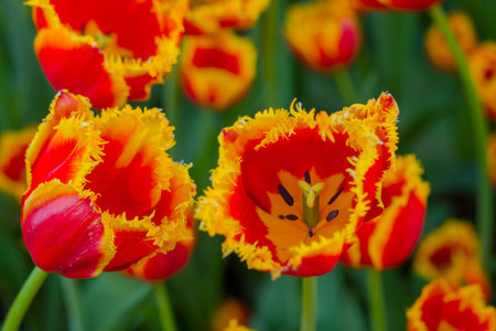 Colorful spring meadow with red and orange fringed tulip davenport flowers - close up. Nature, floral, blooming and gardening conceptの写真素材