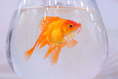 Goldfish swimming around in glass bowl aquarium - close up view. Friendship, pet and care conceptの写真素材