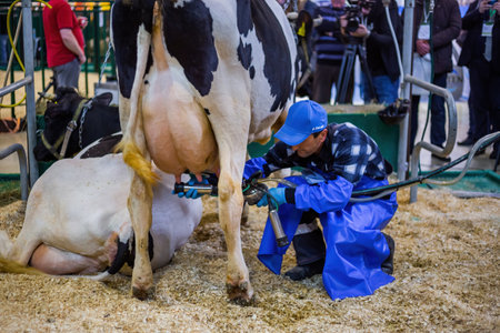MOSCOW, RUSSIA - JUNE 01, 2019: Cattle dairy exhibition. Man using automated cow milking facility equipment. Farming, automated technology equipment, agriculture industry, animal husbandry conceptのeditorial素材