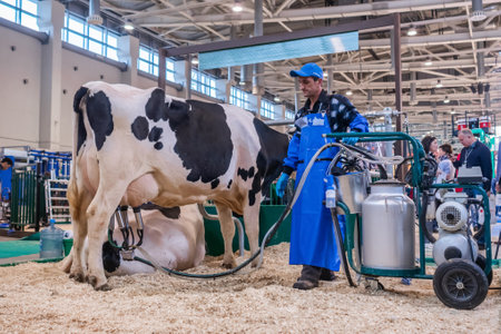 MOSCOW, RUSSIA - JUNE 01, 2019: Cattle dairy exhibition. Man using automated cow milking facility equipment. Farming, automated technology equipment, agriculture industry, animal husbandry conceptのeditorial素材