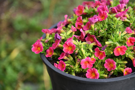 colorful flowers