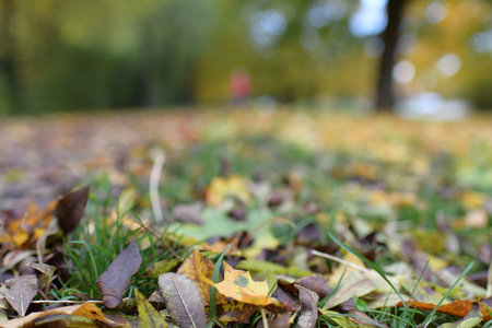 View of nature in autumn and yellowed leaves falling on the ground
