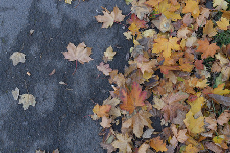 Autumn nature