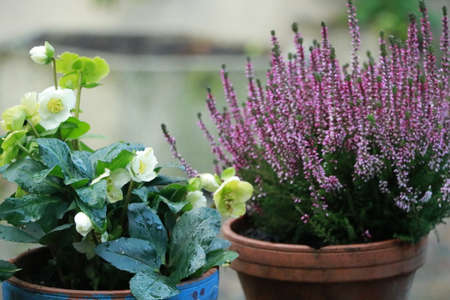 flower gardenの写真素材