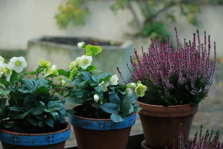 flower gardenの写真素材