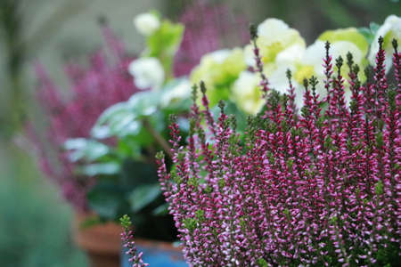 flower gardenの写真素材
