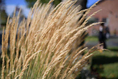 yellowed grassesの写真素材