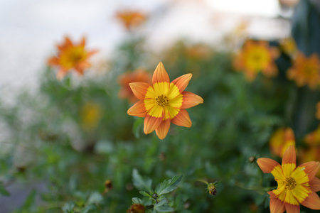 flower garden