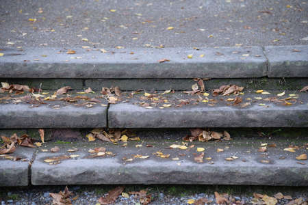 fall leaves in autumnの写真素材