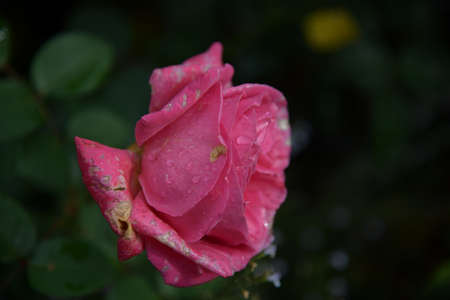 flower gardenの写真素材