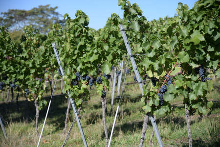 vineyardの写真素材