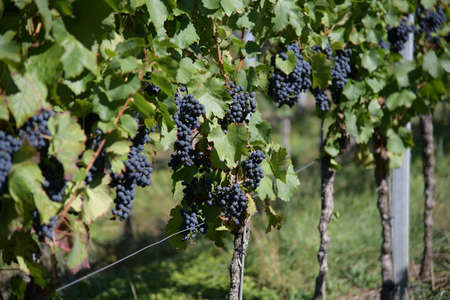 vineyardの写真素材