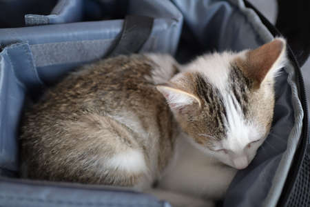 kitten in the bagの写真素材