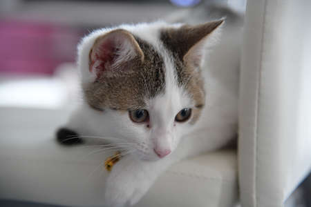kitten in the bagの写真素材