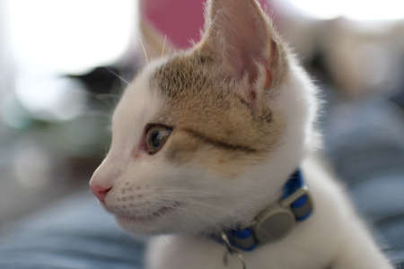 kitten in the bagの写真素材