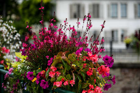 pink flowersの写真素材
