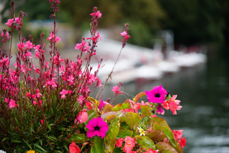 pink flowers in the garden