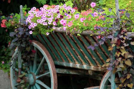colorful flowersの写真素材