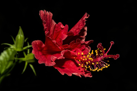 Red Hibiscus flower and Yellow Stamen isolated on black background "CHA-BA" is Thai languageの写真素材