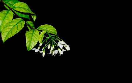 Wild Water Plum , A beautiful white flower and green leaf on black background with copyspace for using , selective focus to flowerの写真素材