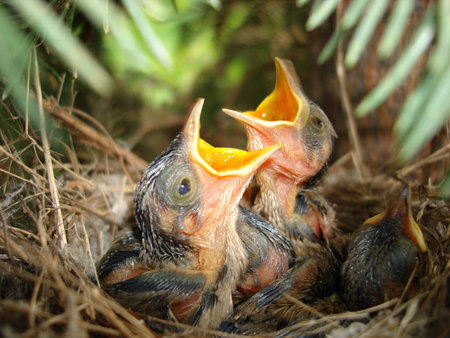 chicksの写真素材