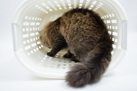 Persian Cat going inside the Basketの写真素材