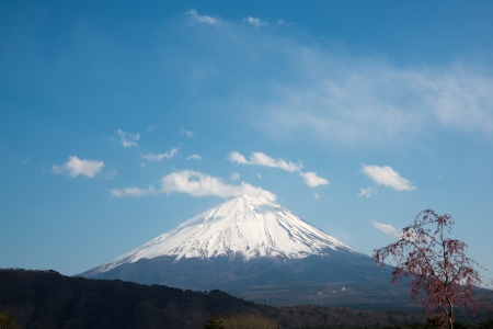 The peak of Mount Fuji and Sakura Tree on a cloudy day の写真素材