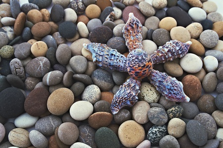 sea star in the beachの写真素材
