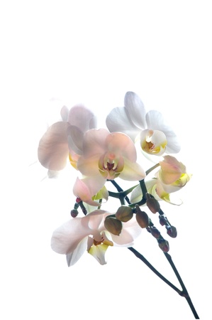 Orchid, fine delicate flowerの写真素材