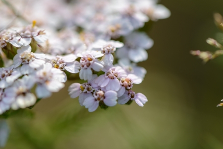 Wildflowers. Summer time. Russiaの写真素材