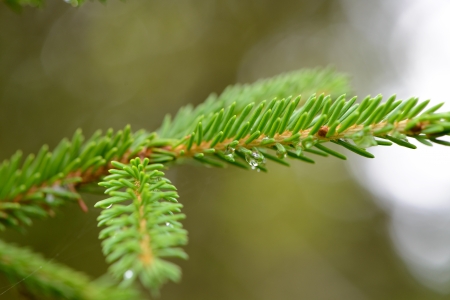 Fur-tree branch close-upの写真素材