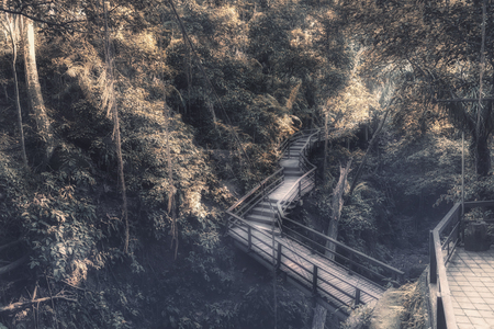 Bridge in Ubud's Monkey Forest Sanctuary with huge old tree with log roots and branches, Bali, Indonesiaの写真素材