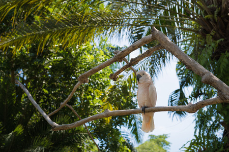 White parrot at Bali Birds Park, Indonesiaの写真素材