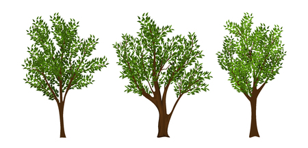 Vector trees set isolated on white baskgroundのイラスト素材
