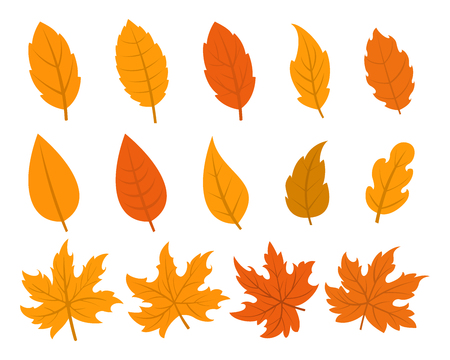 Set of autumn leaves in 14 different variationsのイラスト素材