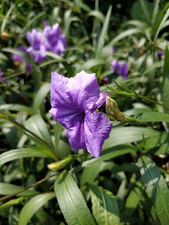 purple flowerの写真素材