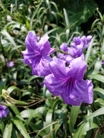 purple flowerの写真素材