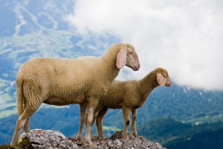 Mother and baby sheep looking at the panorama of the mountainsの写真素材