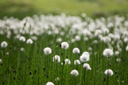 Very sunny meadow in the high mountainsの写真素材