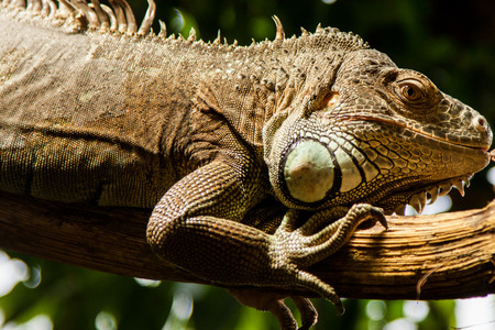 Big spiky iguana sitting on the branchの写真素材