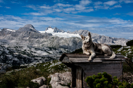 Dog on the roof with mountains in the backgroundの写真素材