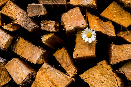 Small flower on a heap of chopped woodの写真素材