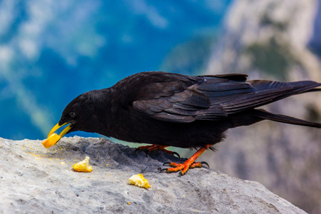 Alpine chough in high Alps mountains Austriaの写真素材