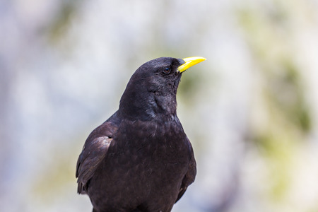 Alpine chough in high Alps mountains Austriaの写真素材