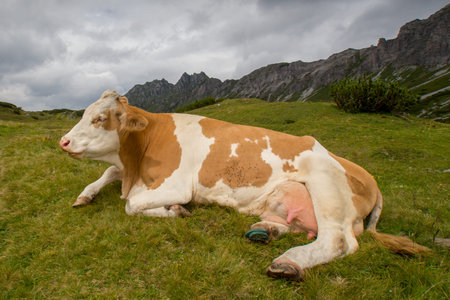 The cow in high mountains Alps Austria