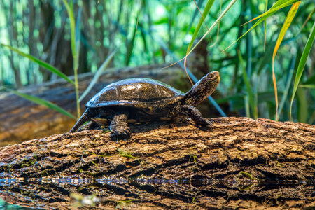 Small turtle on the stone in the lake