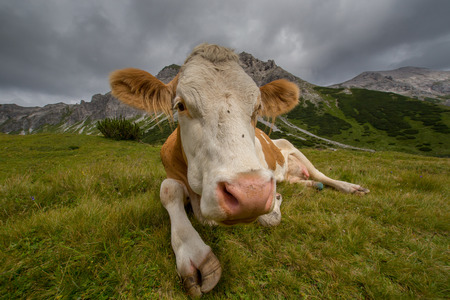 The cow in high mountains Alps Austriaの写真素材