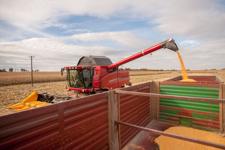 The harvester filling the corn tank on the fieldの写真素材