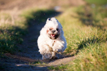 Smiling dog running fast to the camera